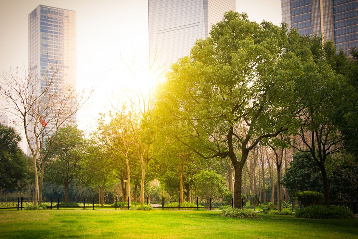 Państwowy plan zazieleniania i odbetonowania polskich miast