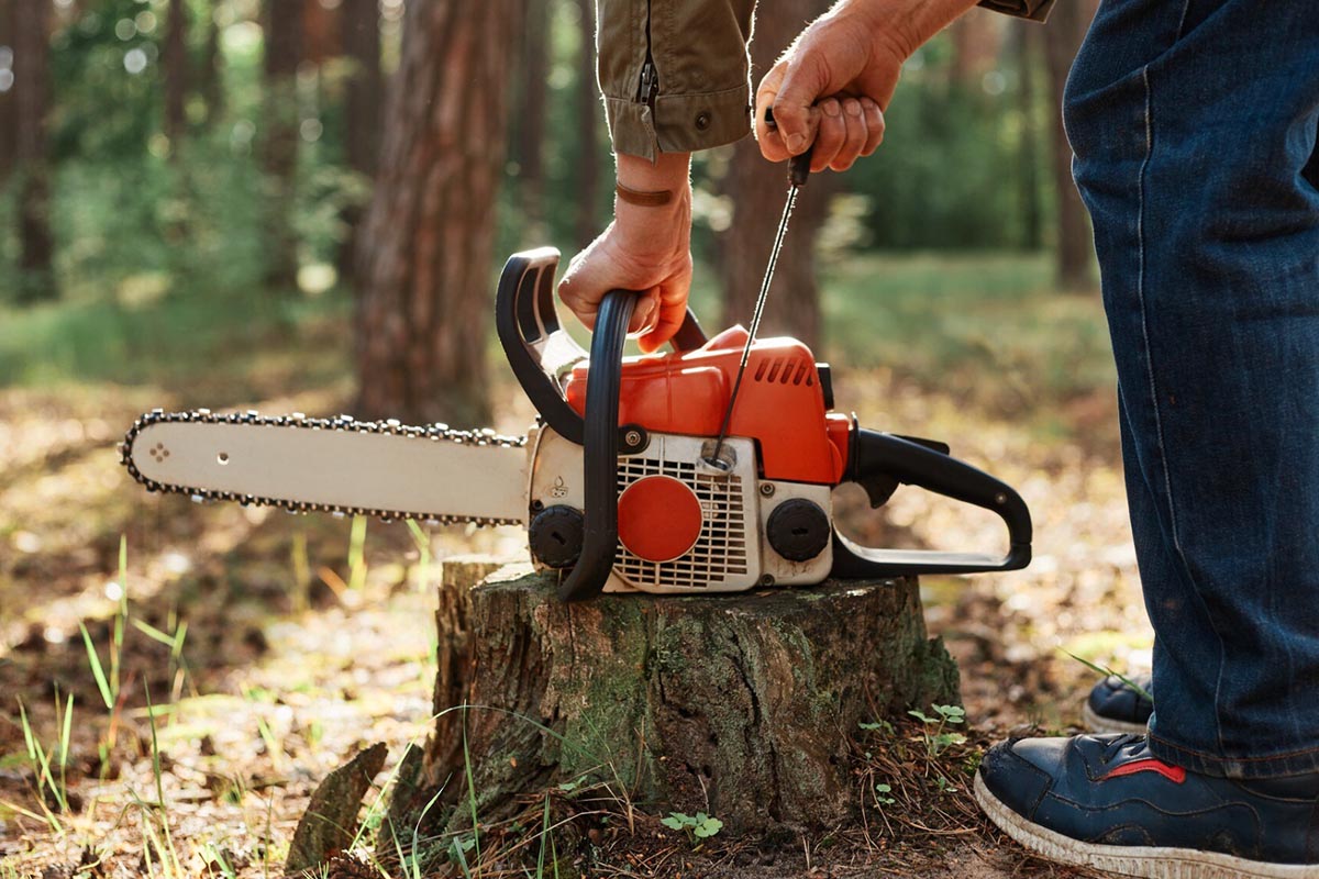 Nowe ograniczenia wycinki drzew na prywatnych działkach – co zmieniają aktualne przepisy
