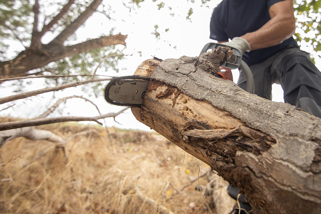 Przyspieszenie procesu wyrębu drzew – Nowa ustawa zaakceptowana przez Rząd