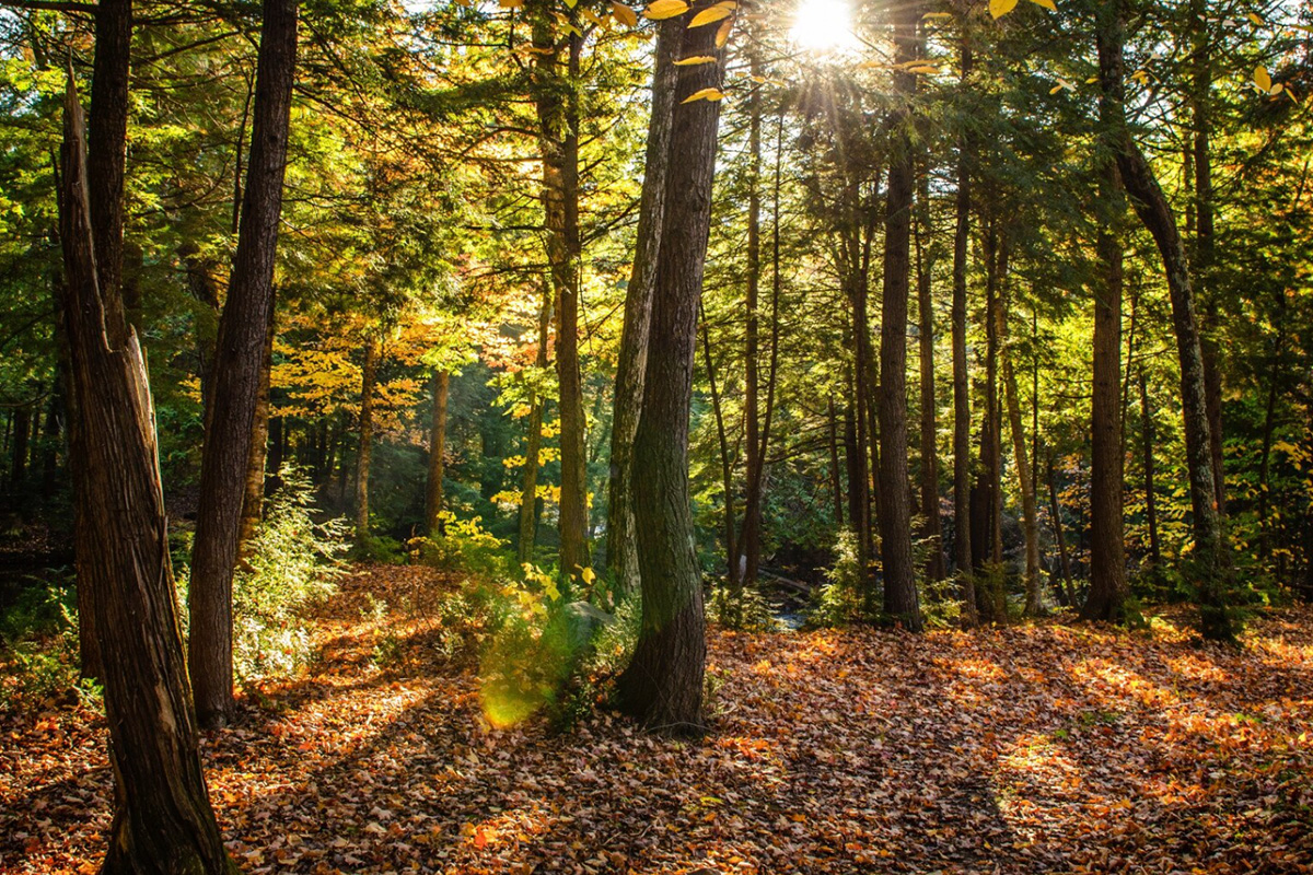 Polskie lasy zajmują niemal jedną trzecią powierzchni kraju według danych gus