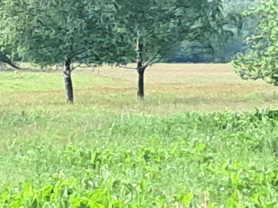 Sprzedam dużą działkę budowlano-rolną przy lesie. - mazowieckie