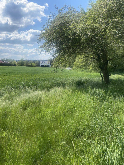 Na sprzedaż działka budowlana - Dąbcze -
wielkopolskie Zdjęcie nr 3