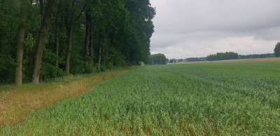 Na sprzedaż działka budowlana - Wola Pasikońska -
mazowieckie Zdjęcie nr 5