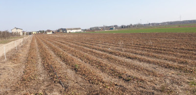 Na sprzedaż działka budowlana - Michalczew -
mazowieckie Zdjęcie nr 10