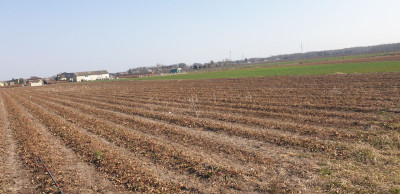 Na sprzedaż działka budowlana - Michalczew -
mazowieckie Zdjęcie nr 7