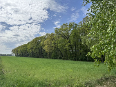 Na sprzedaż działka budowlana - Wola Pasikońska -
mazowieckie Zdjęcie nr 2