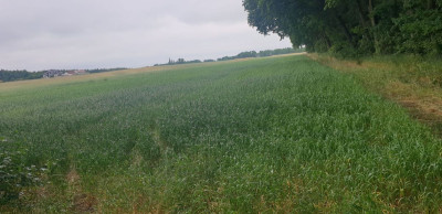 Na sprzedaż działka budowlana - Wola Pasikońska -
mazowieckie Zdjęcie nr 5