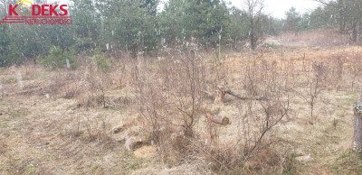 Na sprzedaż działka budowlana - Skierdy -
mazowieckie Zdjęcie nr 5