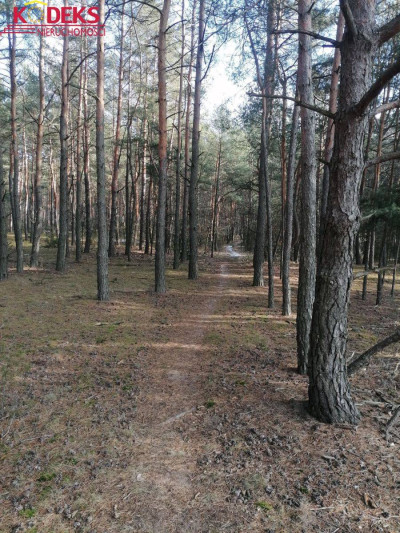 Na sprzedaż działka leśna - Wieliszew -
mazowieckie Zdjęcie nr 3