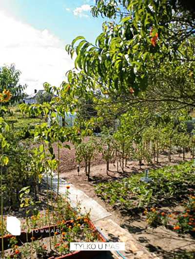 Ogród - zadbana działka przy stawie - Owińska   -
Wielkopolskie Zdjęcie nr 4