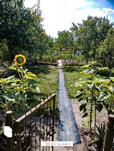 Ogród - zadbana działka przy stawie - Owińska   -
Wielkopolskie Zdjęcie nr 5