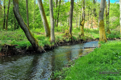 Działka budowlana przy zakolu rzeki Parsęta - Radomyśl  -
Zachodniopomorskie Zdjęcie nr 12