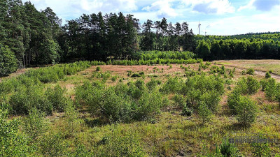 Okolica jeziora Dołgie i kompleksów leśnych - Dołgie   -
Zachodniopomorskie Zdjęcie nr 11