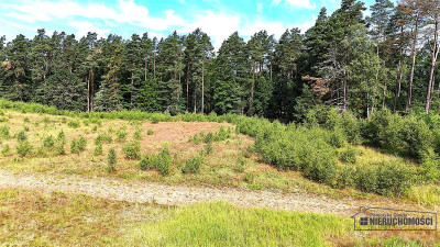 Okolica jeziora Dołgie i kompleksów leśnych - Dołgie   -
Zachodniopomorskie Zdjęcie nr 12