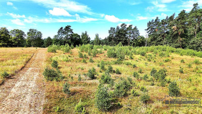 Okolica jeziora Dołgie i kompleksów leśnych - Dołgie   -
Zachodniopomorskie Zdjęcie nr 14