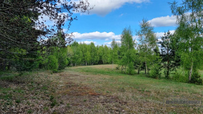 Duża działka w otoczeniu lasu Drężno - Drężno  -
Zachodniopomorskie Zdjęcie nr 14