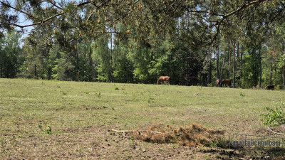 Okole - Grunt siedliskowy w otoczeniu lasu ok 100 - Okole  -
Zachodniopomorskie Zdjęcie nr 11