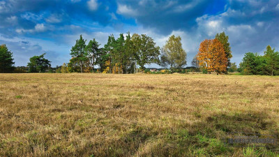 Grunty pod lasem w Świerczyna - na raty - Świerczyna  -
Zachodniopomorskie Zdjęcie nr 8