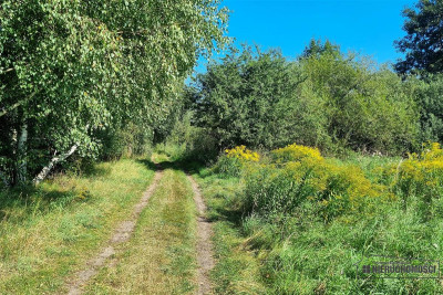 Działka siedliskowa ze stawem pod miastem - Marcelin  -
Zachodniopomorskie Zdjęcie nr 14