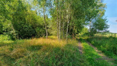 Duża działka siedliskowa nad Jeziorem Kiełpino - Kiełpino  -
Zachodniopomorskie Zdjęcie nr 13