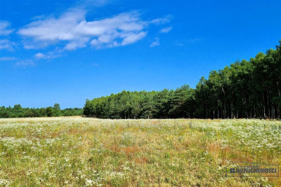 Las położony w pobliżu jeziora Dołgie - Dołgie   -
Zachodniopomorskie Zdjęcie nr 10