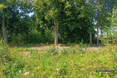 Działka budowlana w pobliżu jeziora Pile - Silnowo   -
Zachodniopomorskie Zdjęcie nr 6