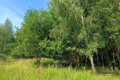 Działka budowlana w pobliżu jeziora Pile - Silnowo   -
Zachodniopomorskie Zdjęcie nr 9