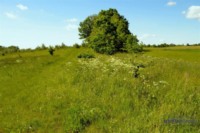 1 km od jeziora Pile - możliwość zabudowy zagrodow - Silnowo   -
Zachodniopomorskie Zdjęcie nr 14