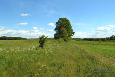 1 km od jeziora Pile - możliwość zabudowy zagrodow - Silnowo   -
Zachodniopomorskie Zdjęcie nr 9