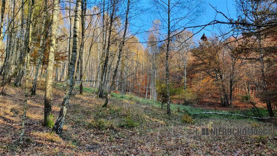 Ładnie położona działka na uboczu pod lasem - Przeradz   -
Zachodniopomorskie Zdjęcie nr 13