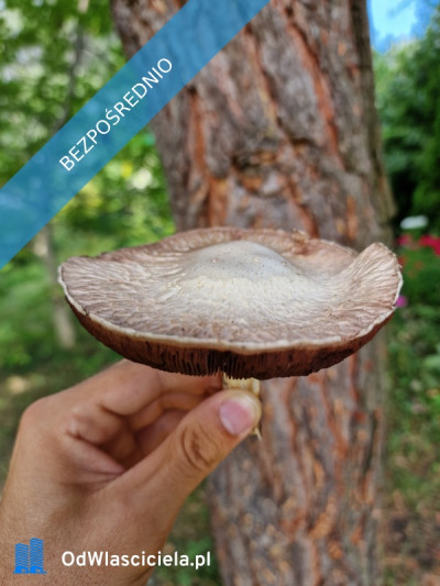 Działka Rekreacyjna ROD 500m2 Paluch 1 Włochy Warszawa - Włochy   -
mazowieckie Zdjęcie nr 10