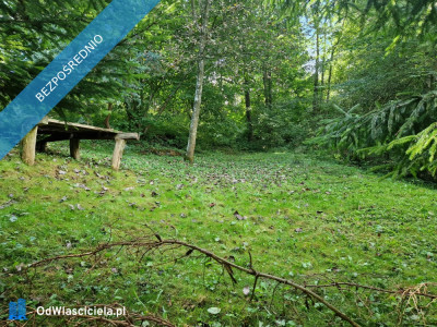 działka rekreacyjna nad jeziorem - Lubasz  -
wielkopolskie Zdjęcie nr 3