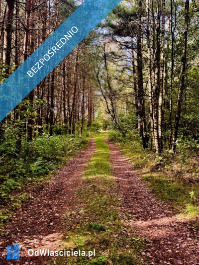 Wyjątkowa działka 242 ha wśród zieleni Cisza prywatność natura - Nitki  -
warmińsko-mazurskie Zdjęcie nr 15