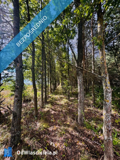 Drygały  piękna działka 14 ha w otoczeniu lasów i natury - Drygały  -
warmińsko-mazurskie Zdjęcie nr 10