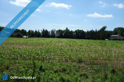 Skoczów Ochaby 32ha z cześcią budowlana oraz pod usługi nieuciążliwe - Bielsko-Biała  -
śląskie Zdjęcie nr 2