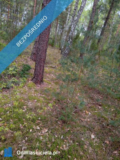 Ruda koło Radzymina działka BEZPOŚREDNIO  - Ruda  -
mazowieckie Zdjęcie nr 5