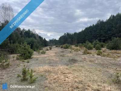 Dwie działki rolne nr 205 i 206 303 ha przy drodze Łączka gm Kotuń - Łączka  -
mazowieckie Zdjęcie nr 6