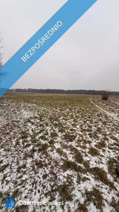 Siedlisko  166 ha z Lasem i Działką Budowlaną  W MILEJEWIE GM OSTROWITE - Milejewo  -
wielkopolskie Zdjęcie nr 10