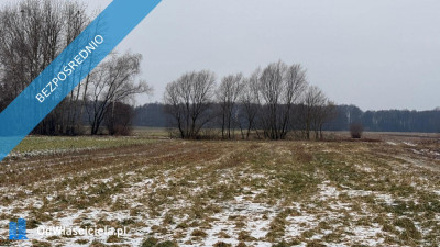 Siedlisko  166 ha z Lasem i Działką Budowlaną  W MILEJEWIE GM OSTROWITE - Milejewo  -
wielkopolskie Zdjęcie nr 6