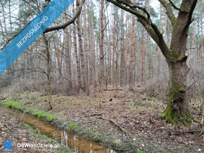 Działka leśna z możliwością zabudowy w MPZP - Rynia  -
mazowieckie Zdjęcie nr 5