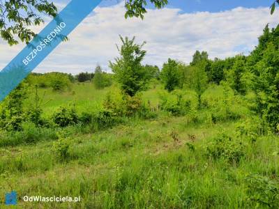 Działka 5400 m2 budowlana pod firmę działalność inwestycyjna warunki zabudowy WZ na 3 domy - Dęba  -
świętokrzyskie Zdjęcie nr 3