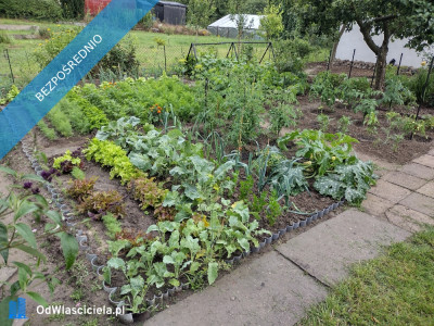 Działka ROD z domkiem 2026  Aleksandrów Kujawski - Aleksandrów Kujawski  -
kujawsko-pomorskie Zdjęcie nr 9