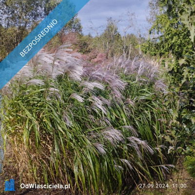 Zadbana działka na sprzedaż - Ostrowo  -
pomorskie Zdjęcie nr 12