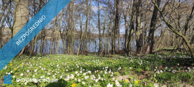  Wyjątkowa działka rekreacyjna blisko jeziora  Radzynek gm Brzuze  - Radzynek  - kujawsko-pomorskie