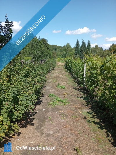 sprzedam działkę budowlaną - Ludwinów  -
śląskie Zdjęcie nr 2