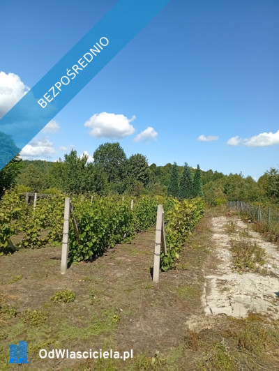 sprzedam działkę budowlaną - Ludwinów  -
śląskie Zdjęcie nr 4