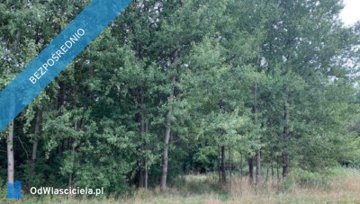Syndyk sprzeda działkę w miejscowości Uziębły - Uziębły  - mazowieckie