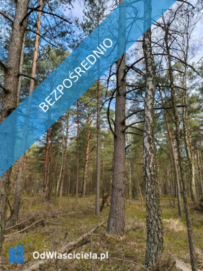 Las sosnowy 50-letni pastwiska 9111 m Pustelnik - Pustelnik  -
mazowieckie Zdjęcie nr 3