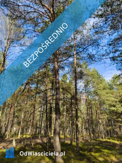 Las sosnowy 50-letni pastwiska 9111 m Pustelnik - Pustelnik  -
mazowieckie Zdjęcie nr 4