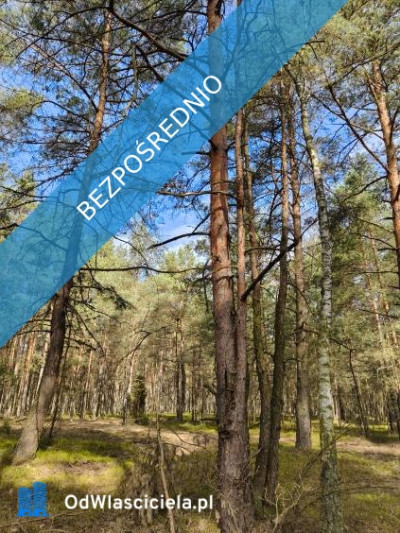 Las sosnowy 50-letni pastwiska 9111 m Pustelnik - Pustelnik  -
mazowieckie Zdjęcie nr 6